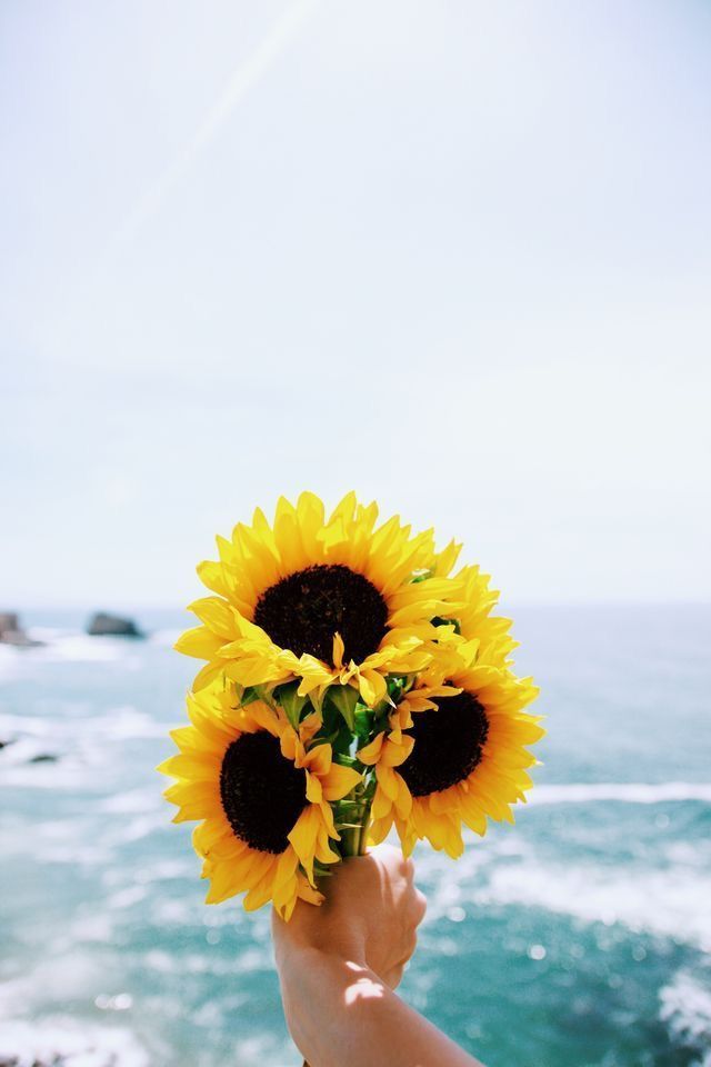 Photography Sunflower - HD Wallpaper 