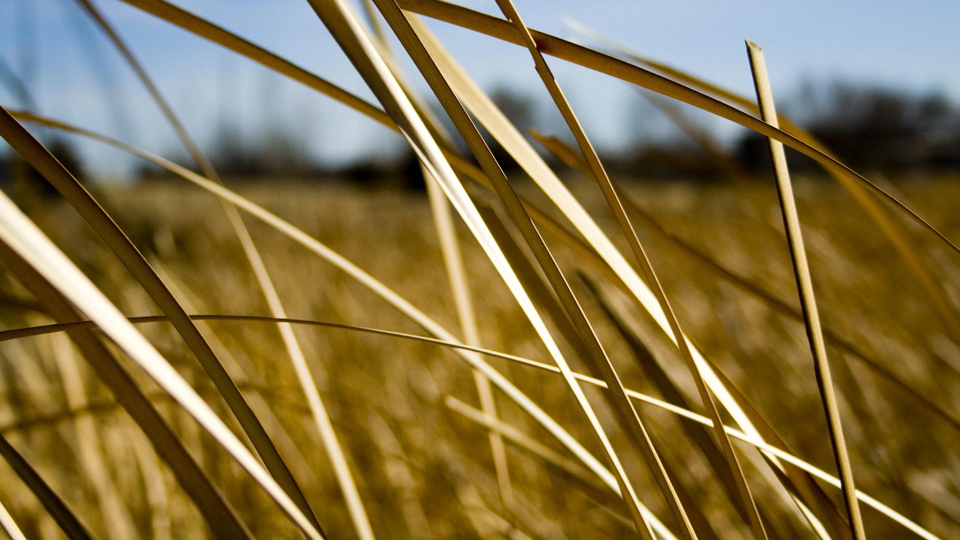 Rumput Kering - Hay Straw - HD Wallpaper 