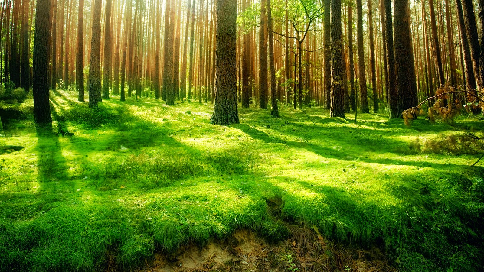 High Quality Forest Background - HD Wallpaper 