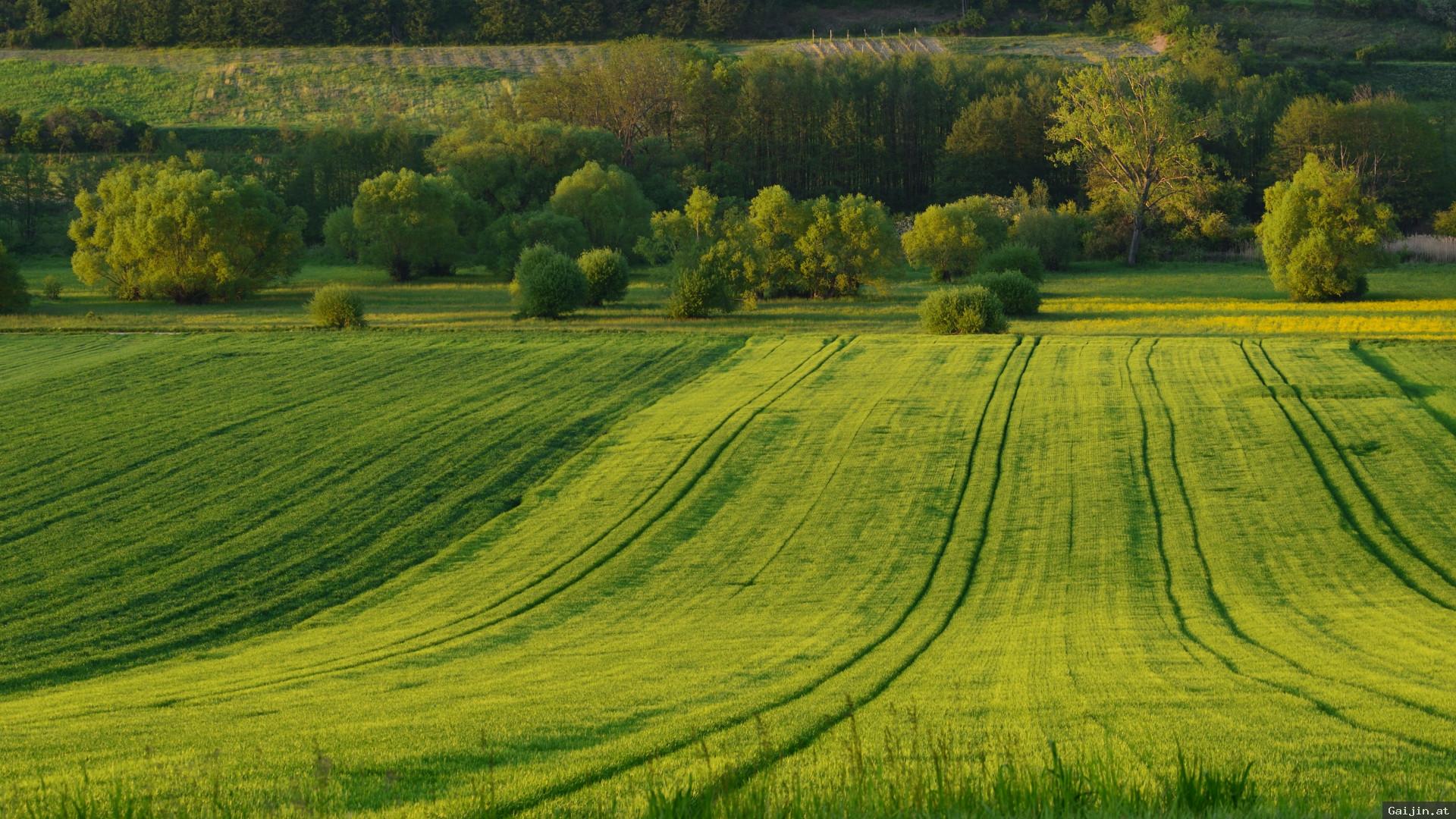 Green Fields - Field - HD Wallpaper 