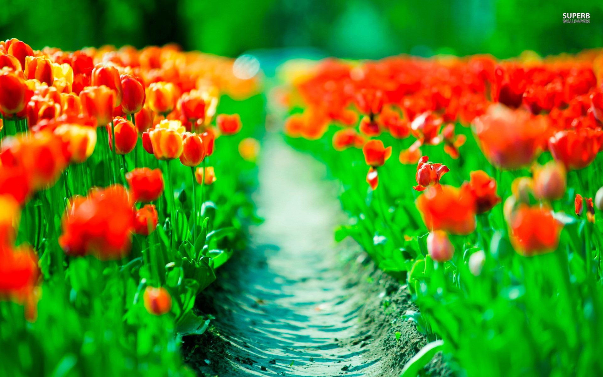 Tulips Wallpaper For Ipad 
 Data-src /w/full/2/f/5/178881 - Тема Для Рабочего Стола - HD Wallpaper 