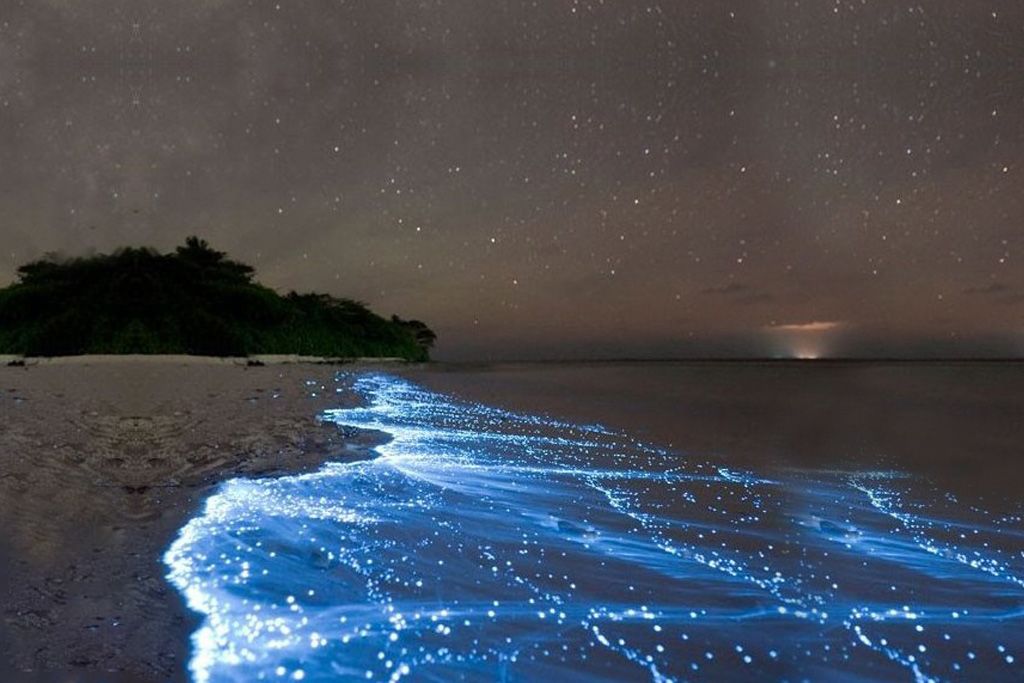 Deretan Wallpaper Gambar Pemandangan Pantai Malam Hari - Bioluminescence Merritt Island - HD Wallpaper 