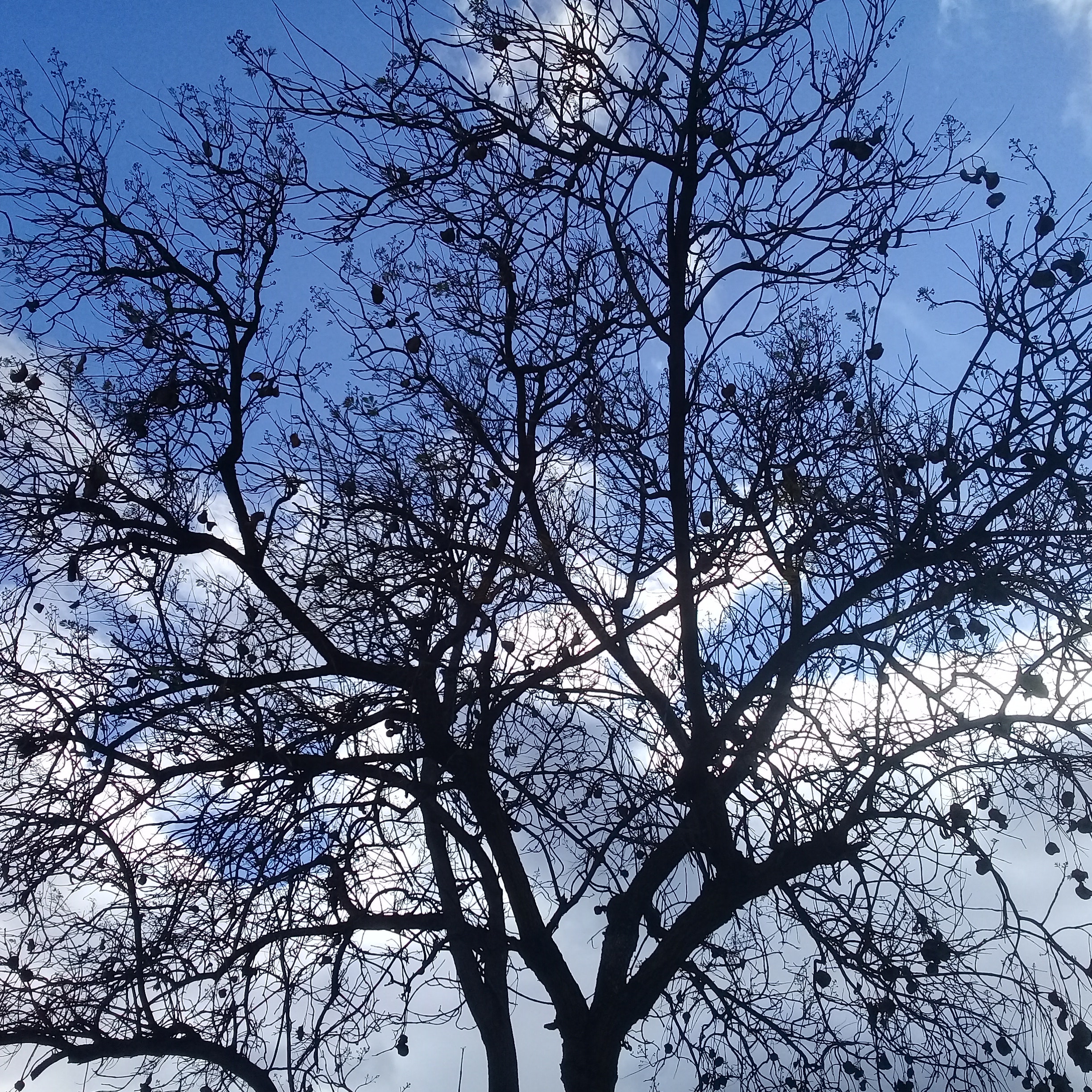 Silhouette - HD Wallpaper 