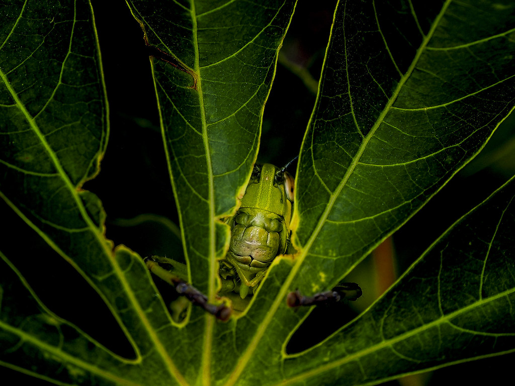 Macro Photography - HD Wallpaper 