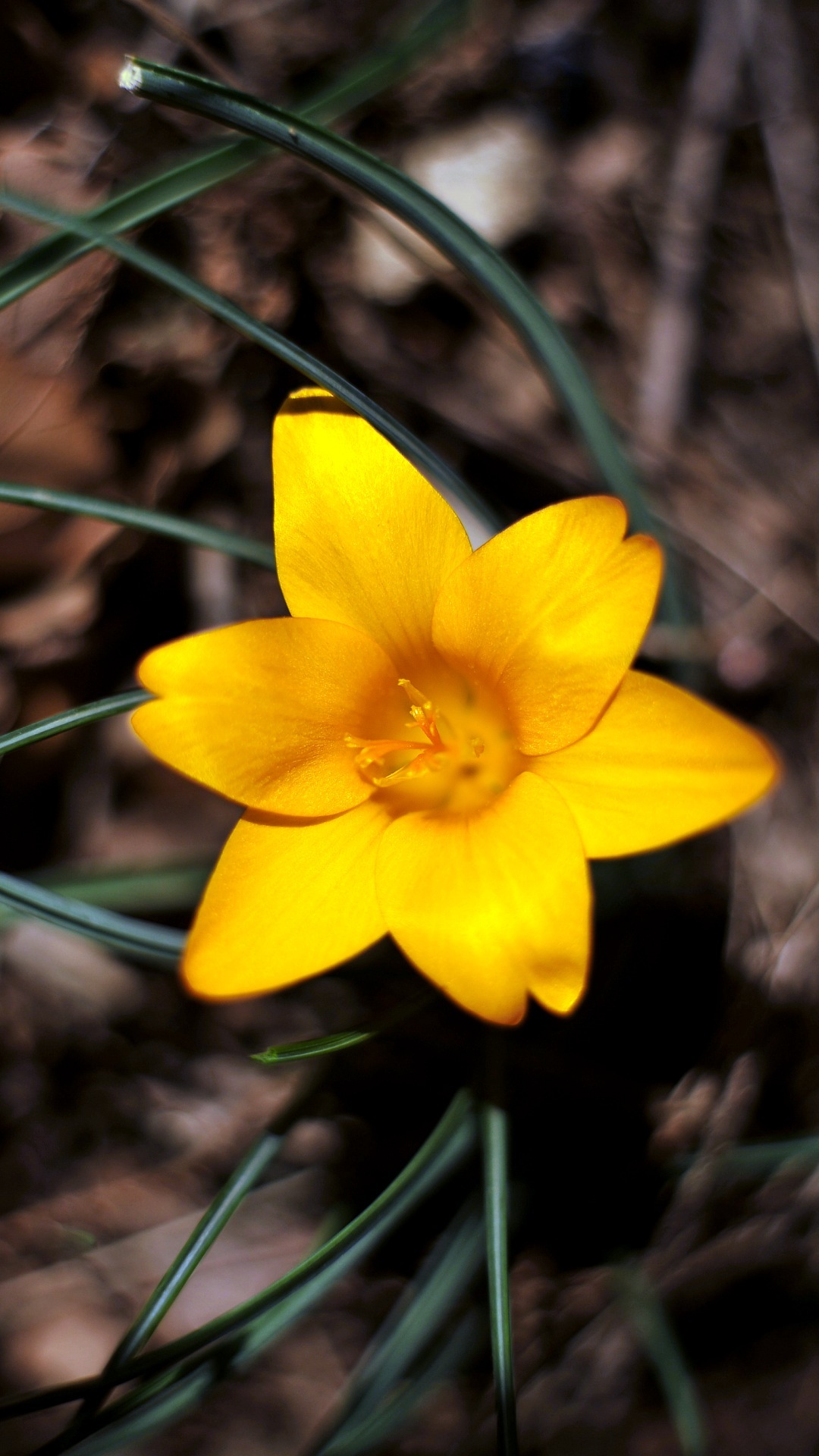 Wallpaper Elegan Desktop - Narcissus - HD Wallpaper 