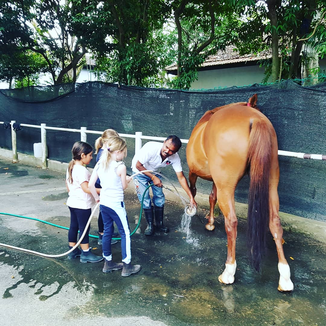 Colts Polo And Riding Lessons - Sorrel - HD Wallpaper 