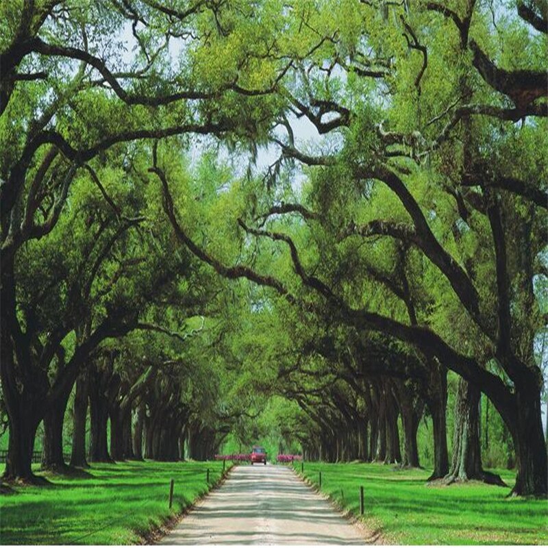 Trees Surrounding A Road - HD Wallpaper 