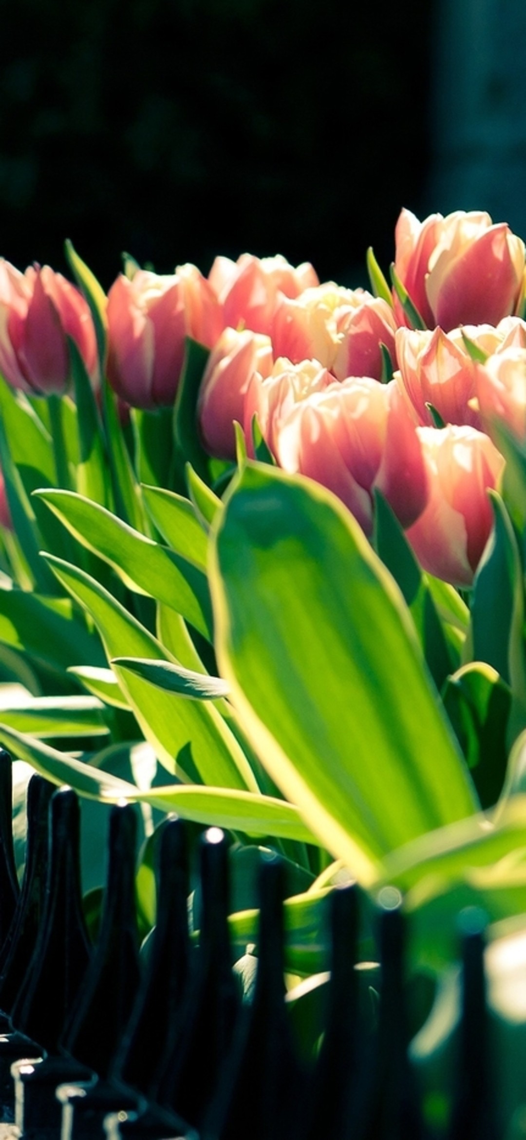 Flower Hd Phone Wallpaper 150 - Tulip Garden Wallpaper Iphone - HD Wallpaper 