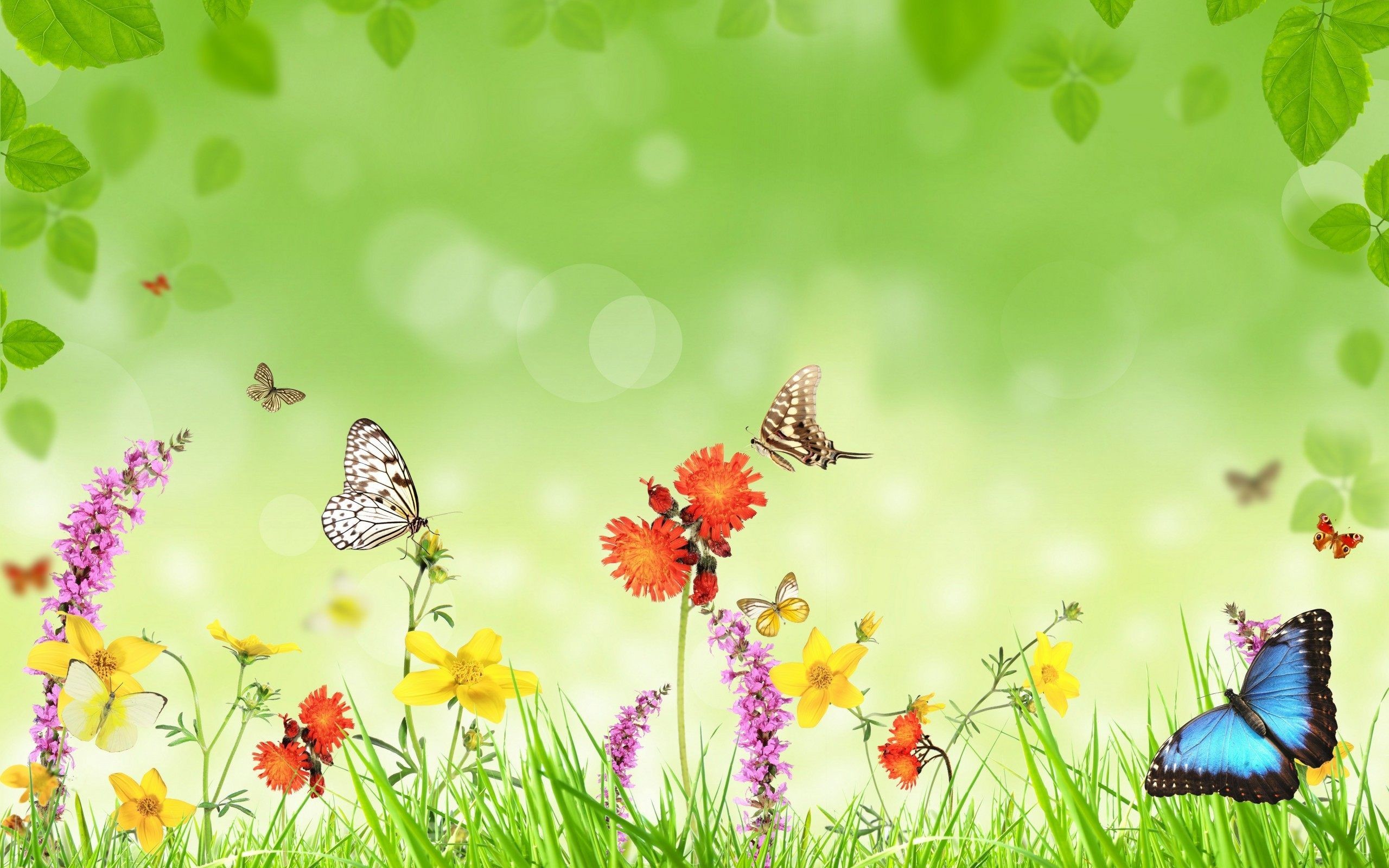 2560x1600, Butterfly Wallpaper - Butterfly Background Images Hd - 2560x1600  Wallpaper 