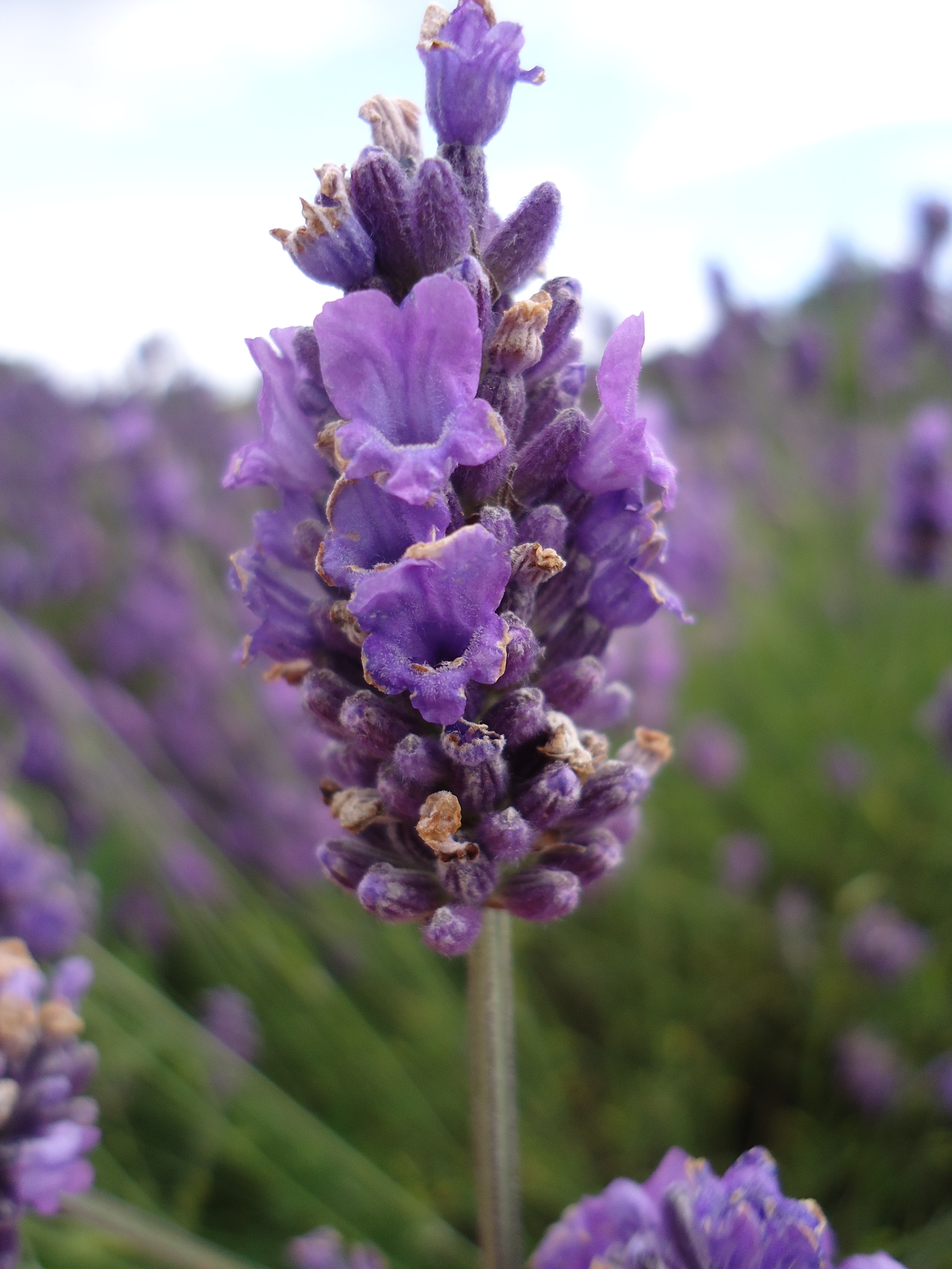 Bunga Lavender Ungu - HD Wallpaper 