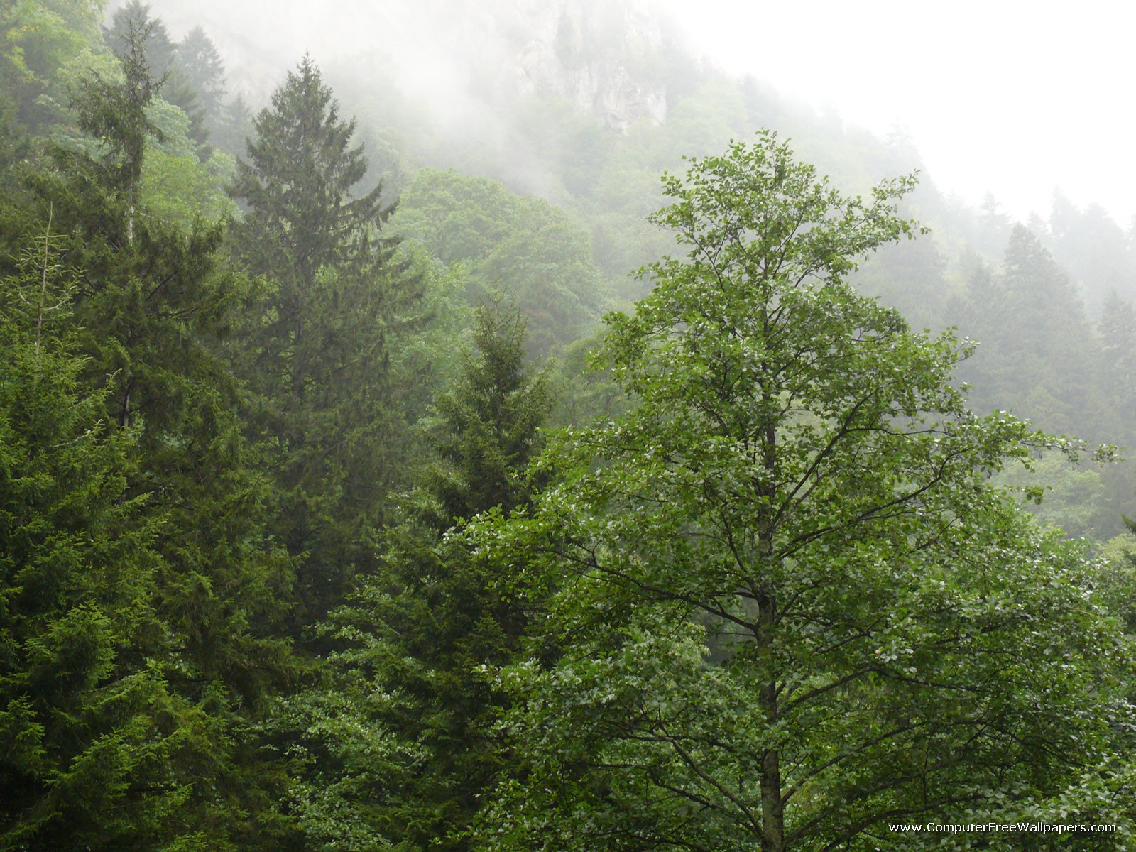 Hd Обои На Андроид Природа - HD Wallpaper 