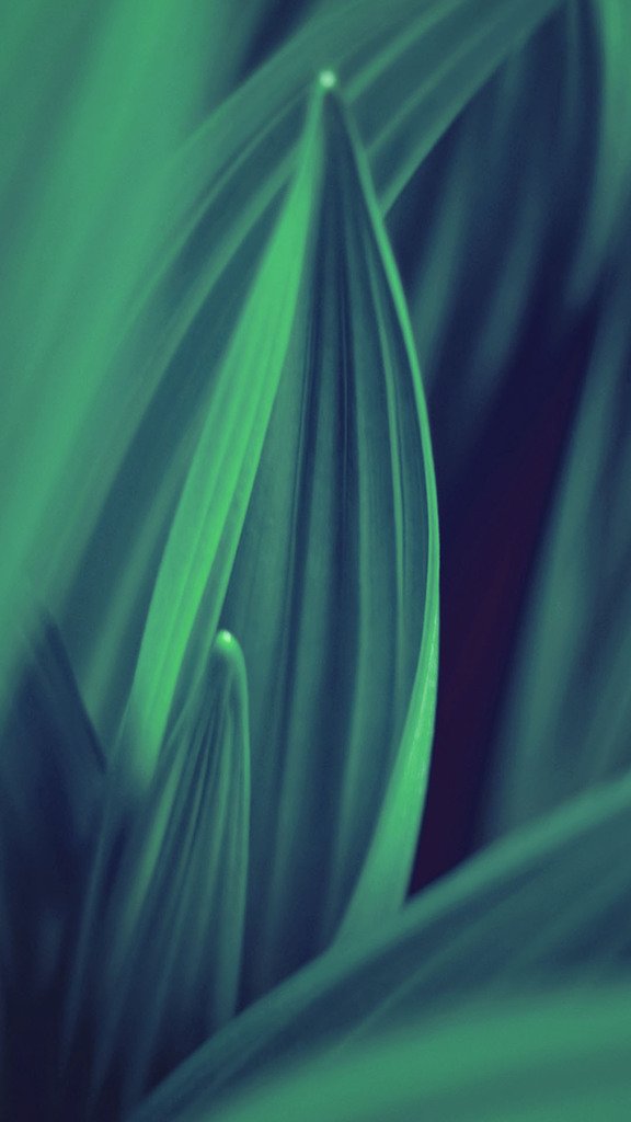 Green Leaf - HD Wallpaper 