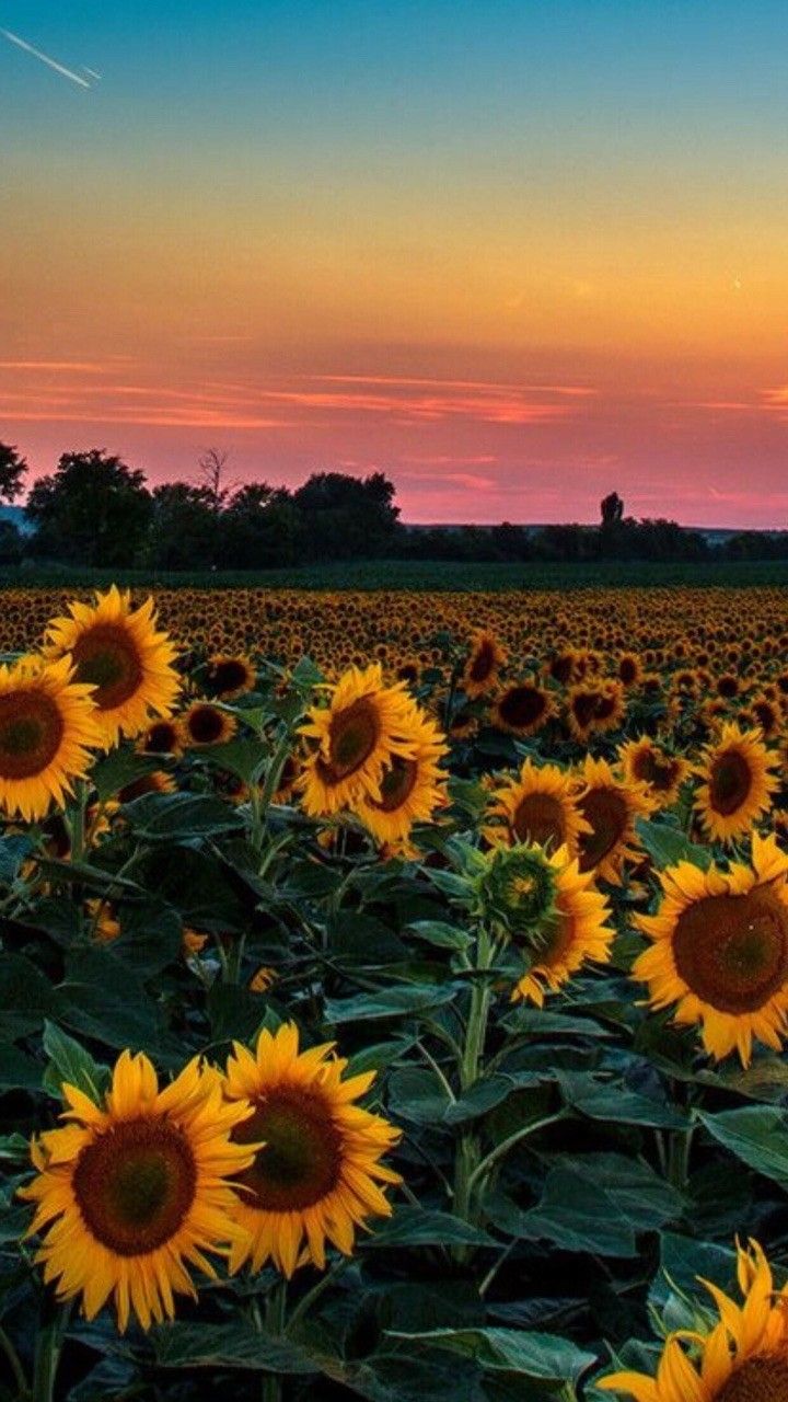 Sunflowers Vertical - HD Wallpaper 