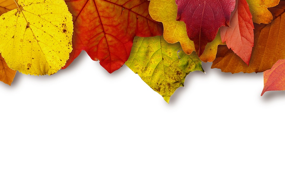 Fall Leaves Background Border - HD Wallpaper 