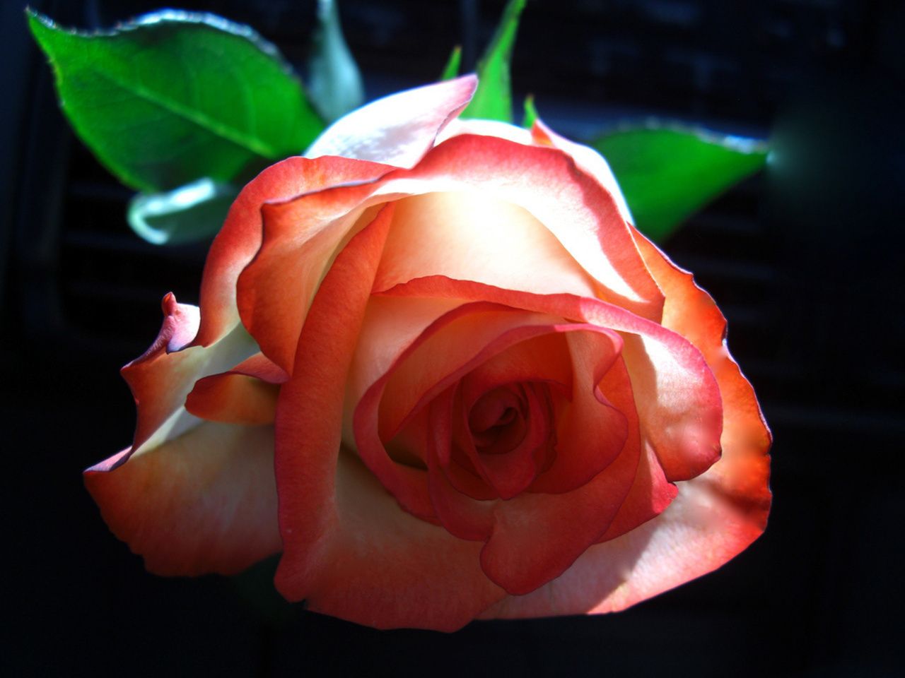 Beautiful Rose Different Colours - HD Wallpaper 