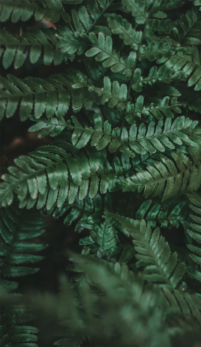 Looking For Beautiful Iphone X Wallpapers That Have - Fern - HD Wallpaper 