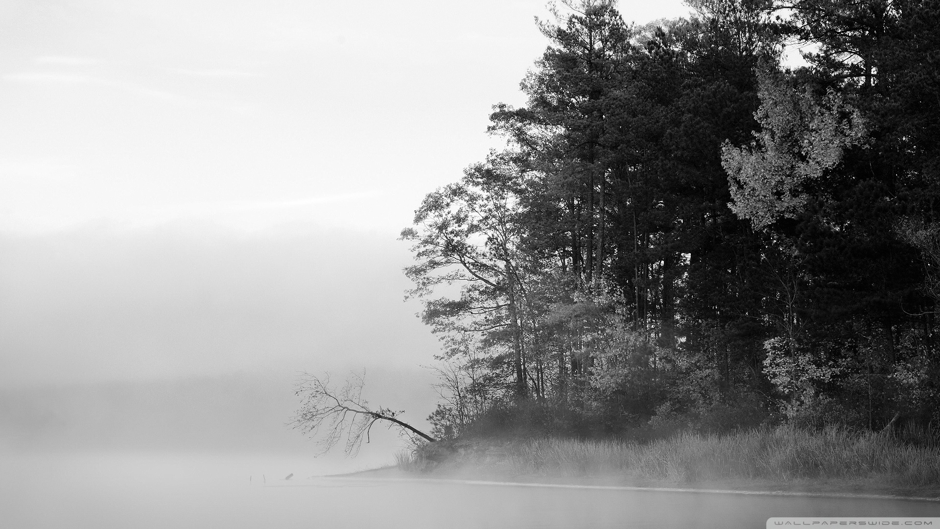 High Resolution Black And White Forest - HD Wallpaper 