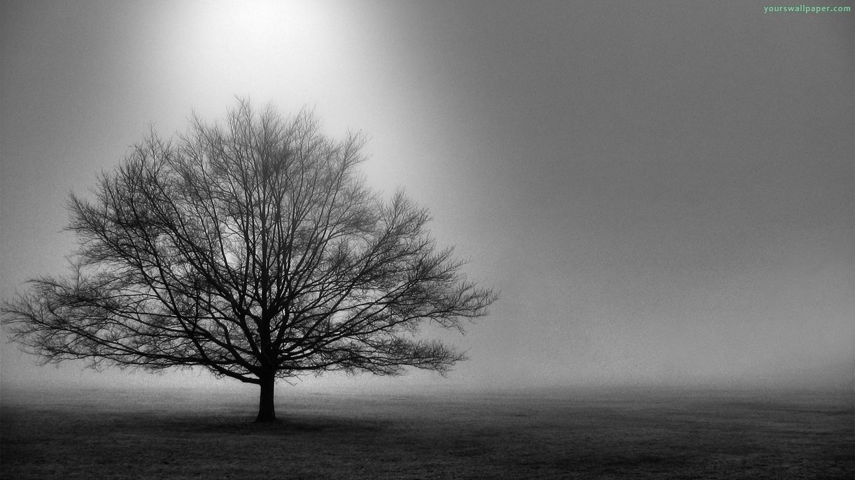 Tree Wallpaper Black And White - HD Wallpaper 