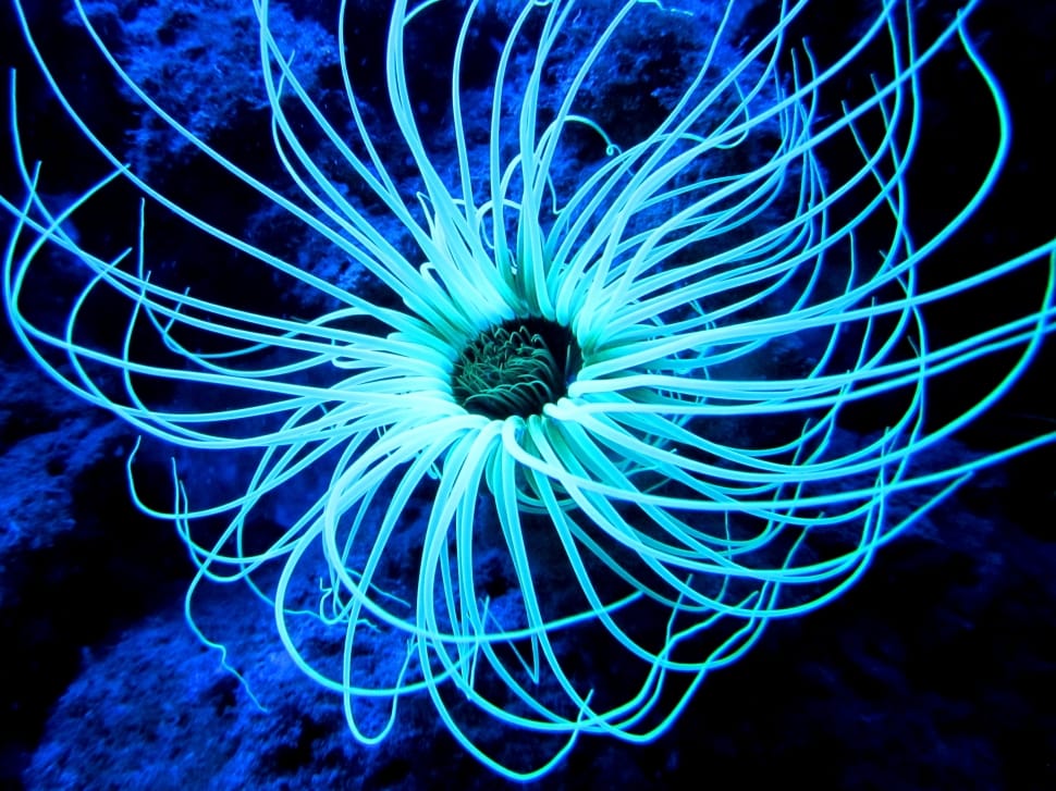 Teal Aquatic Animal Preview - Sea Anemone - HD Wallpaper 