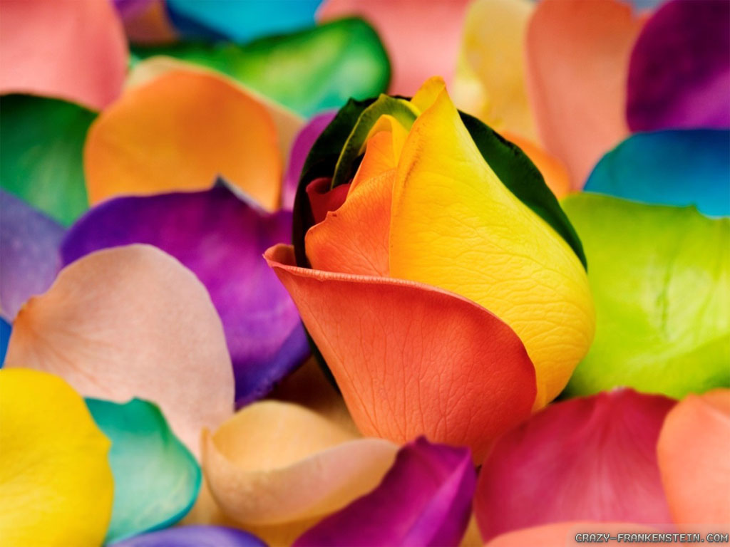 Colourful Flowers Wallpapers Hd - HD Wallpaper 