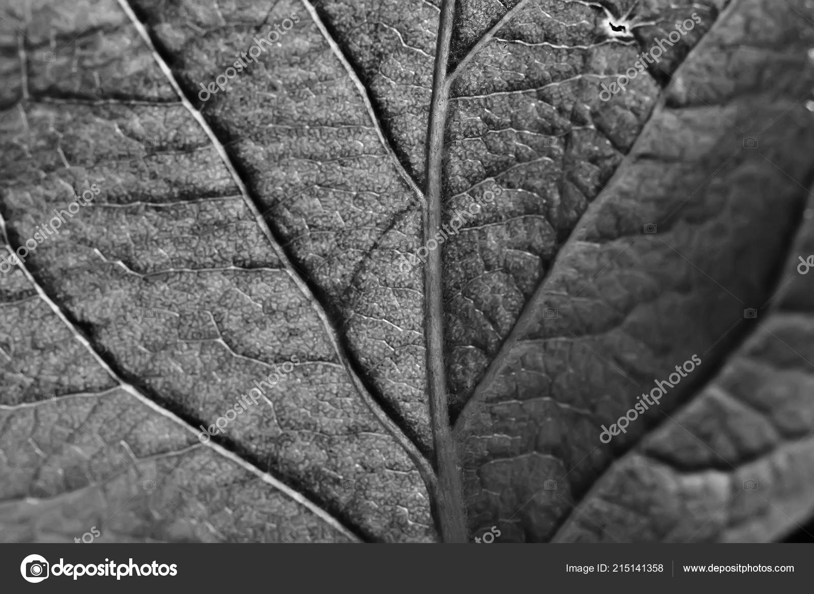 Nature Texture Black And White - HD Wallpaper 