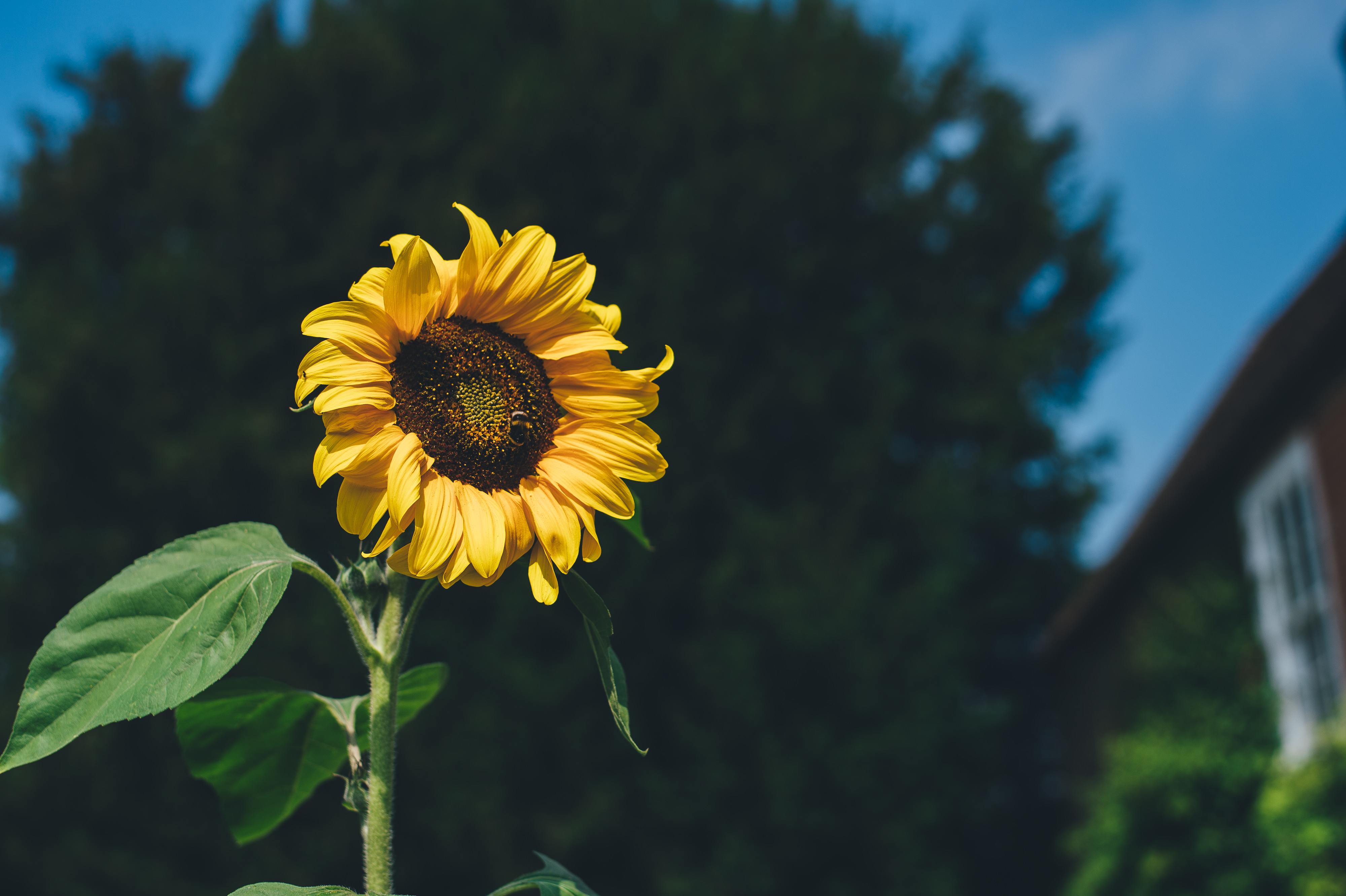This Photo Is About Flora, Sunflower, Hd Wallpaper - Unsplash Sunflower - HD Wallpaper 