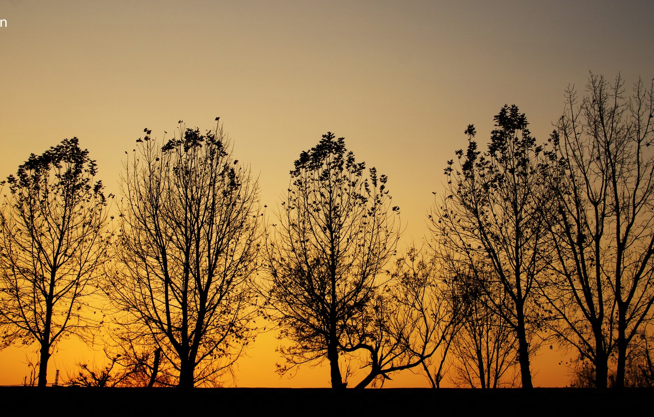 Photo Wallpaper Trees, Nature, Yellow, Sunset, Automn, - Yellow And Black In Nature - HD Wallpaper 