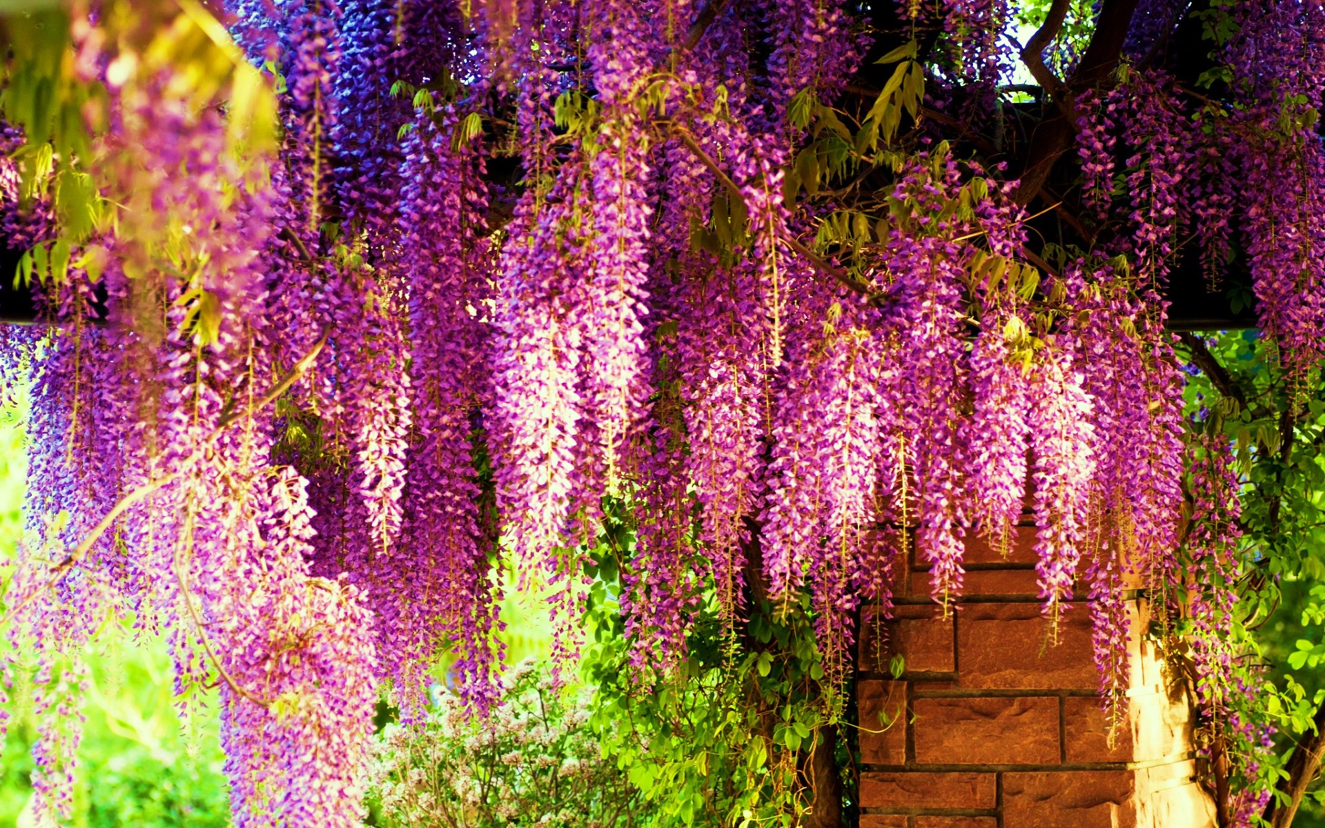 Beautiful Wisteria Tree - HD Wallpaper 