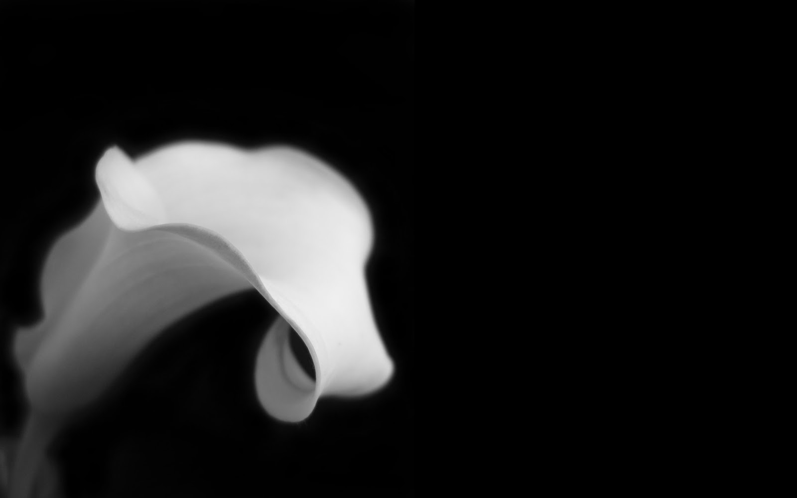 Amazing Black And White Wallpapers 9 Widescreen Wallpaper - Giant White Arum Lily - HD Wallpaper 