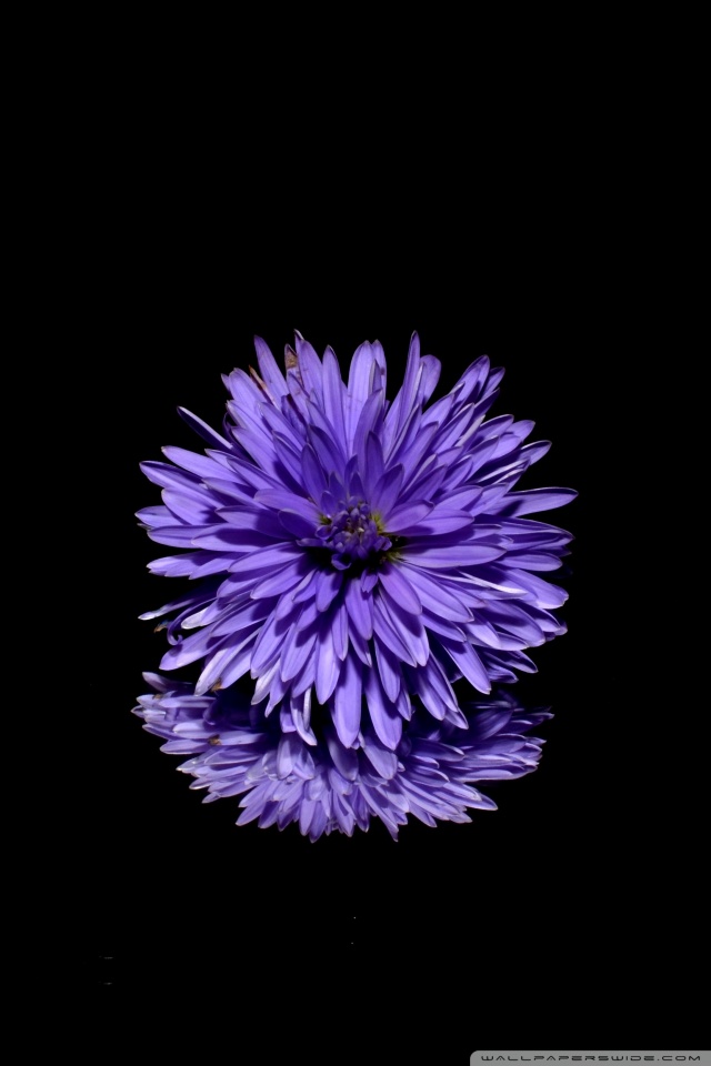 Black Background For Mobile - HD Wallpaper 