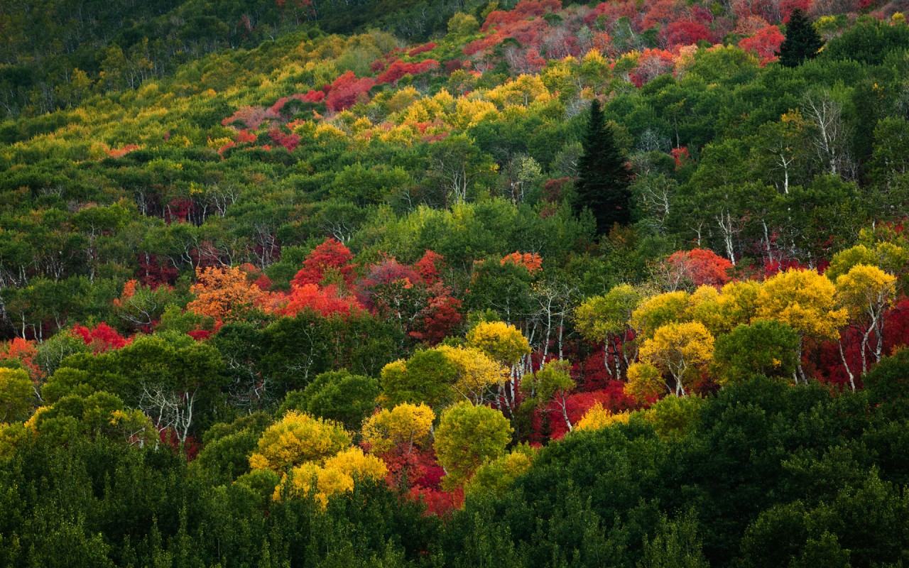 Pretty Colorful & Green Trees Wallpapers - Park City Fall Season - HD Wallpaper 