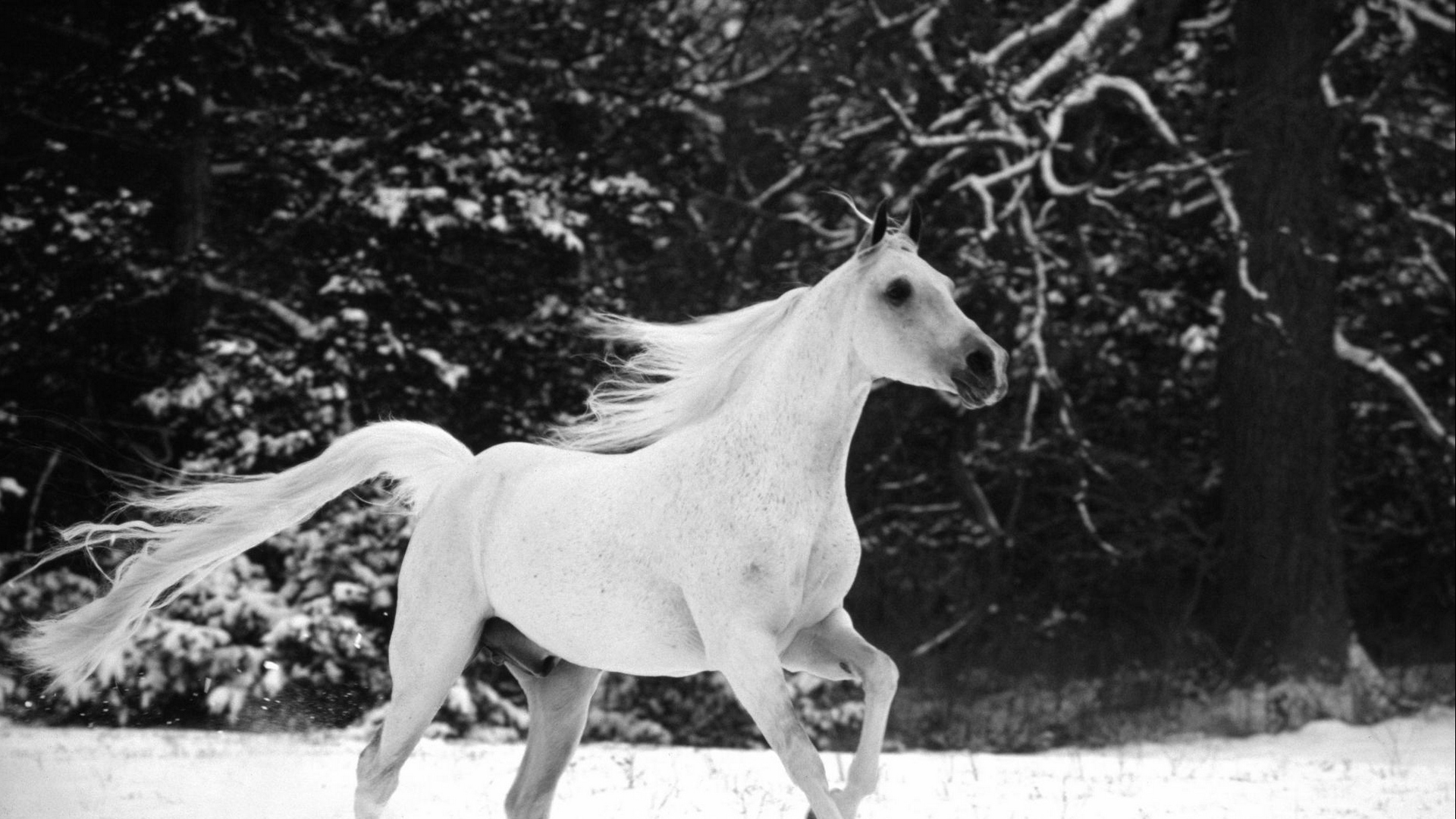 Wallpaper Horse, Jumping, Mane, Beautiful, Black White, - Most Beautiful White Horse In The World - HD Wallpaper 