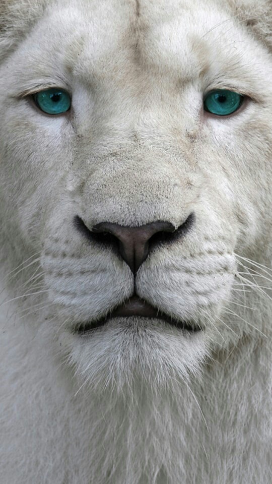 Lion, White, And Animal Image - Albino Animals With Blue Eyes - HD Wallpaper 