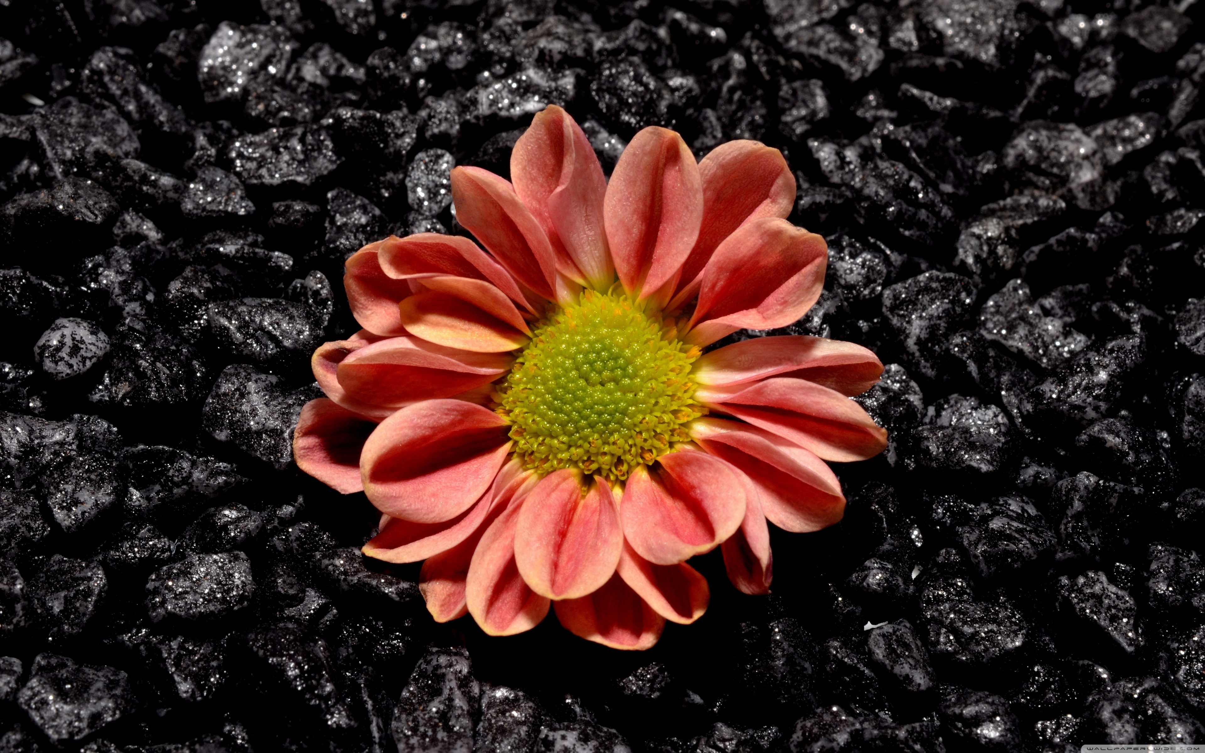 Wallpaper - HD Wallpaper 