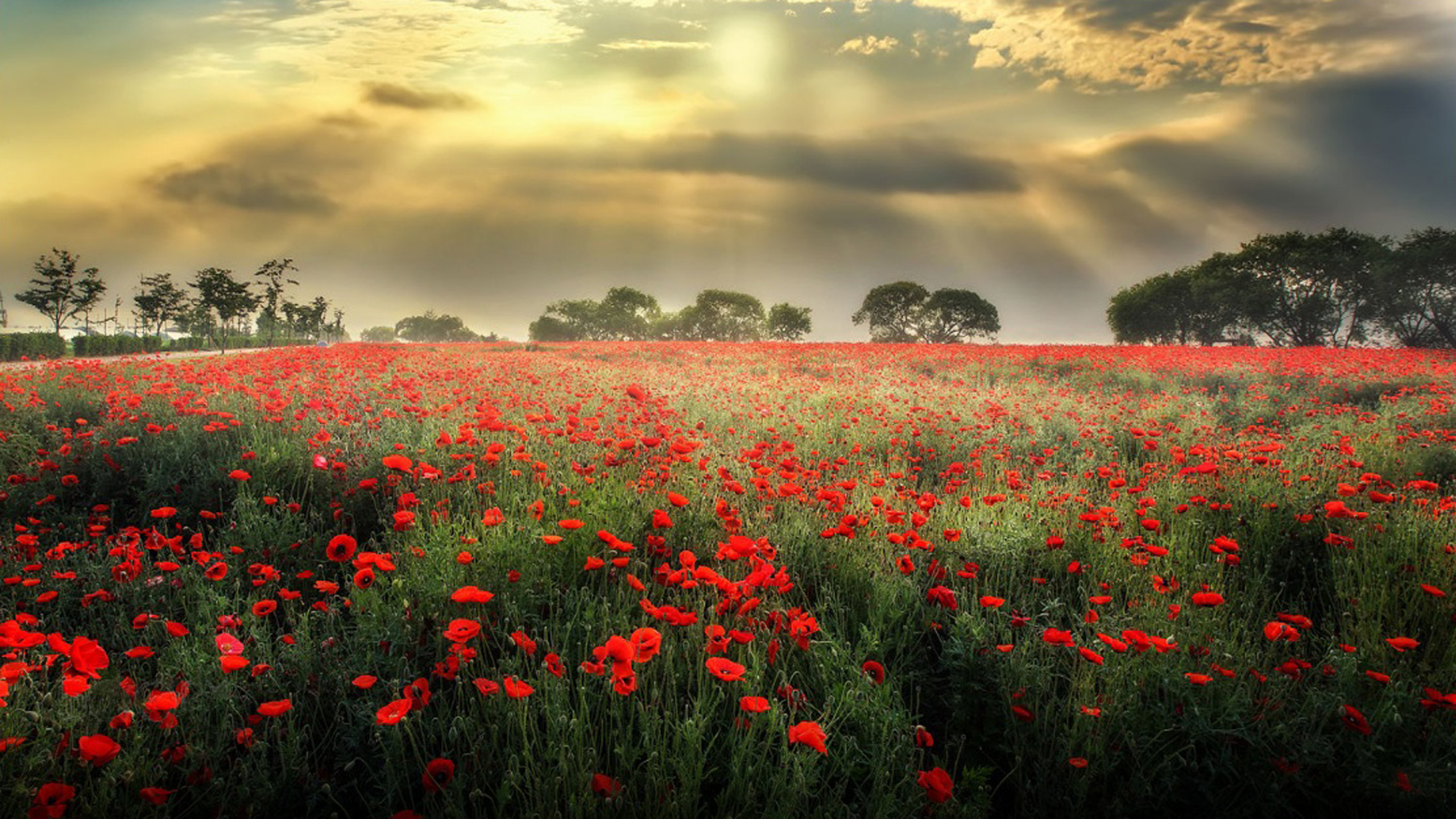 Field Of Red And White Poppies - HD Wallpaper 