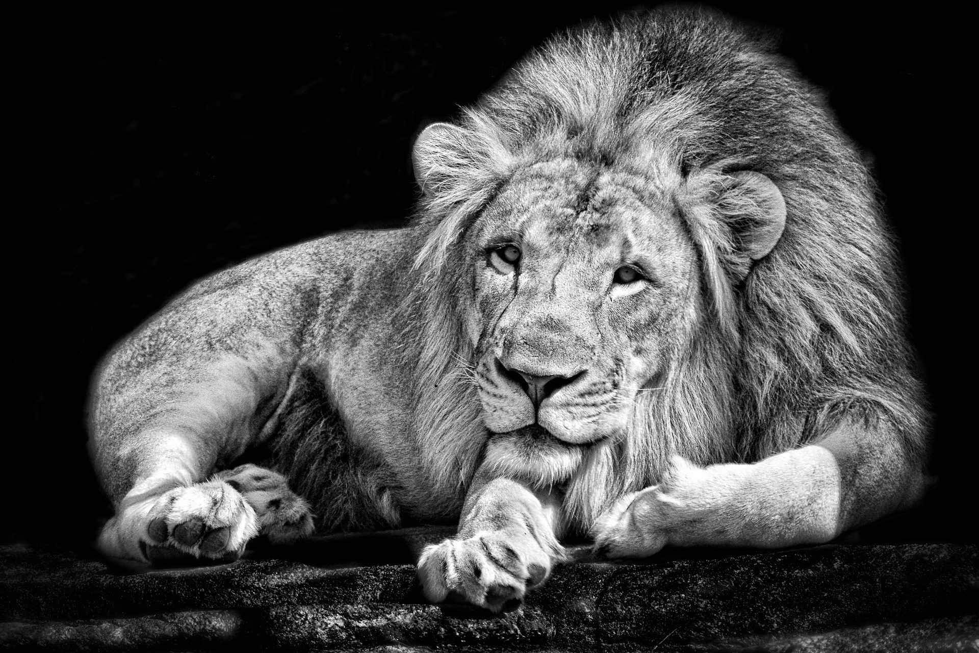 Lion Wallpaper Black And White Hd Photo - Background Lion Images Black And White - HD Wallpaper 