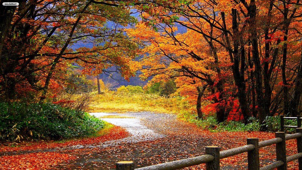 Nature Autumn - HD Wallpaper 