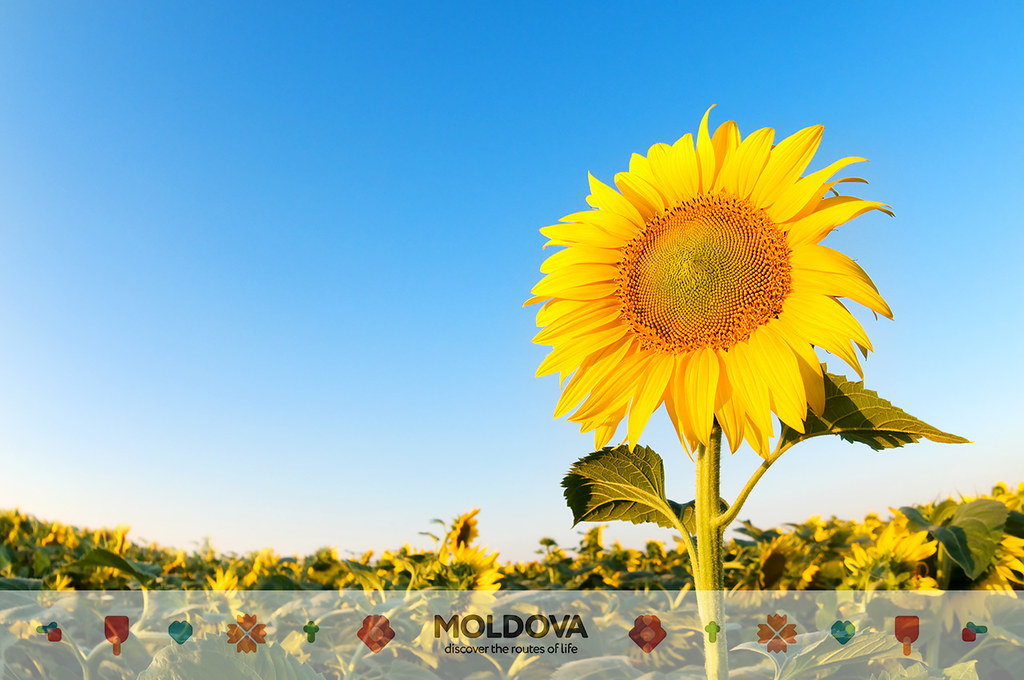 Sunny Summer Day - HD Wallpaper 