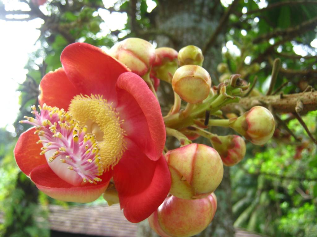 66 Wallpaper Bunga Pohon Dan Buah Postwallpap3r - Bunga Pohon Lo - HD Wallpaper 