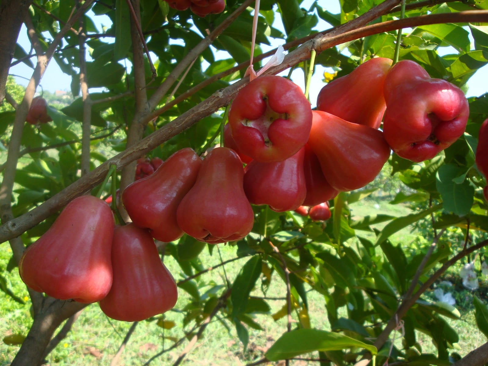 Kebun Tanaman - Jambu Air Tree - HD Wallpaper 