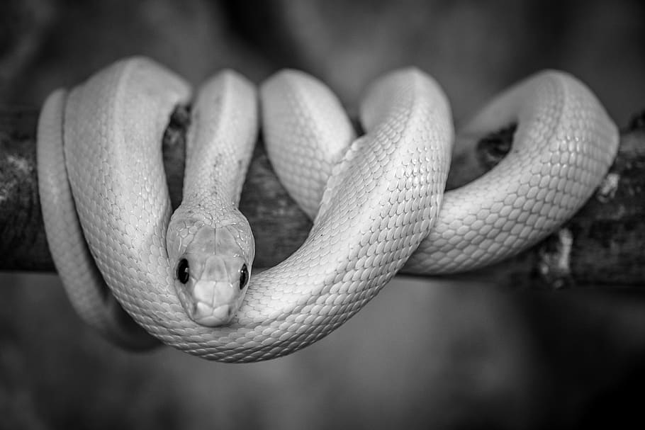 Snake, Black And White, Reptile, Poison, Danger, Animal - Black And White Photography Snake - HD Wallpaper 