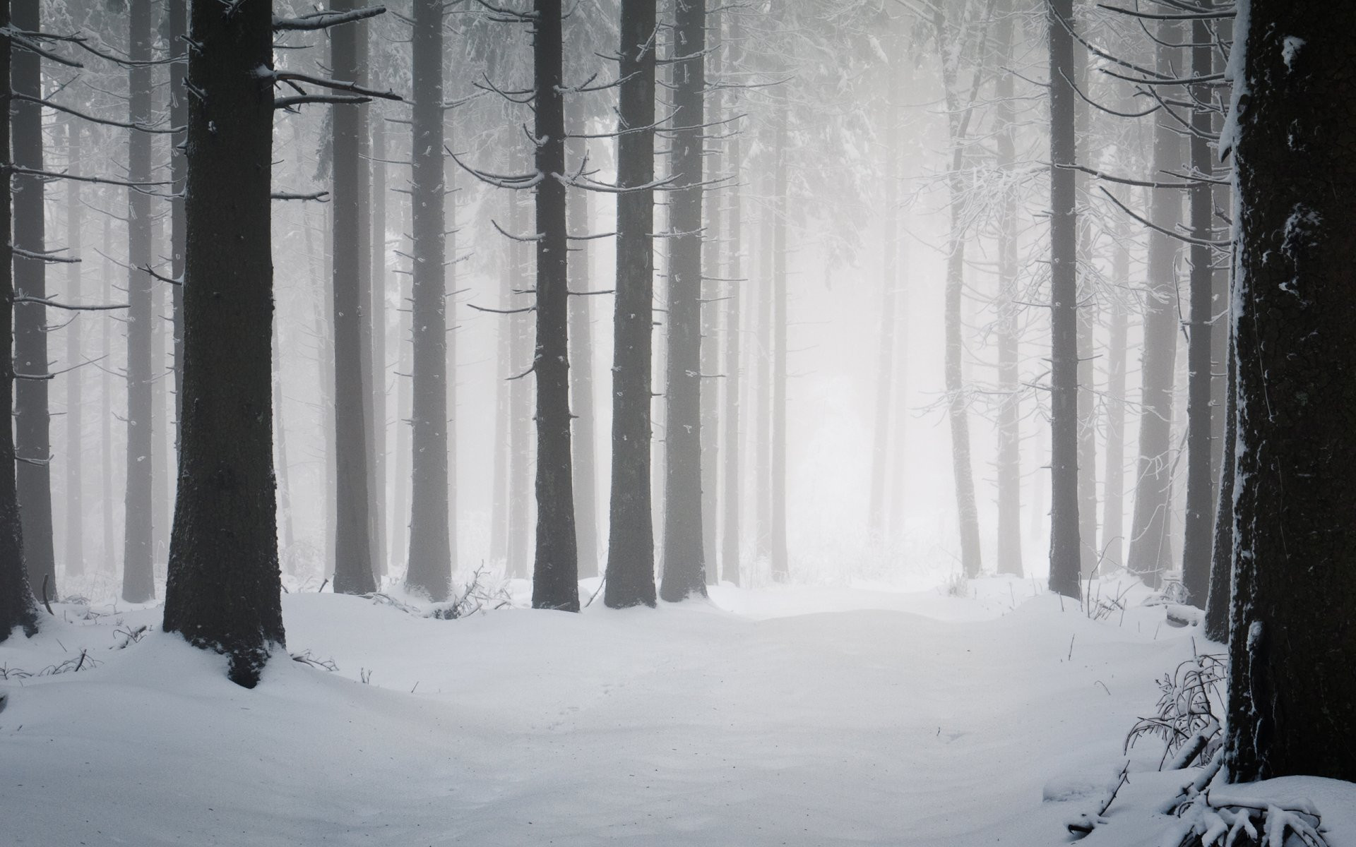 Dark Winter Forest Wallpaper Hd - Dark Winter Forest Background - HD Wallpaper 