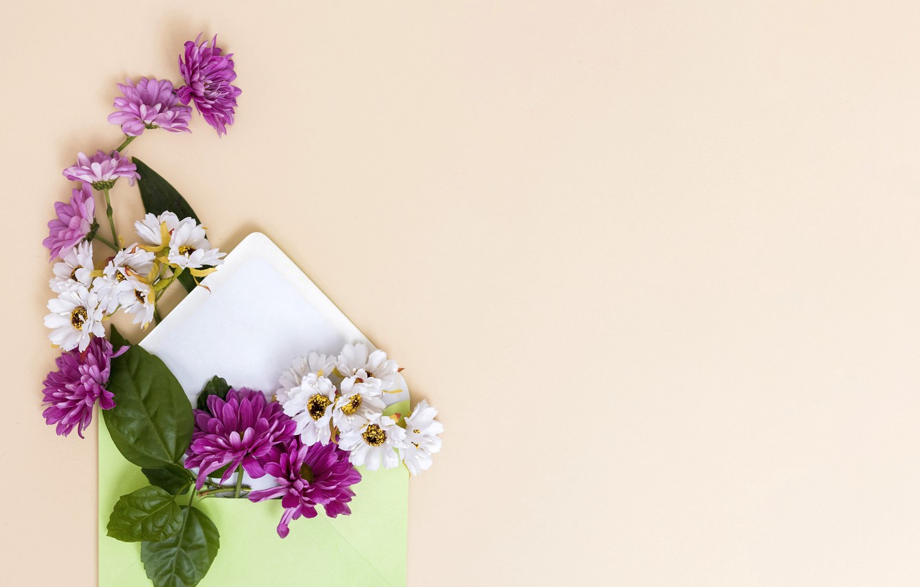 Photo Wallpaper Flowers, The Envelope, Postcard, Template, - Фон Хризантемы - HD Wallpaper 
