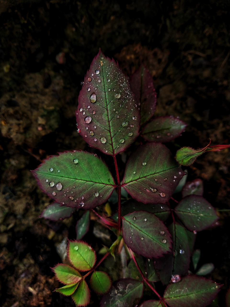 Leafs, Green Leaf, Blurred Background, Black Background, - Blur Green Leaf Background - HD Wallpaper 
