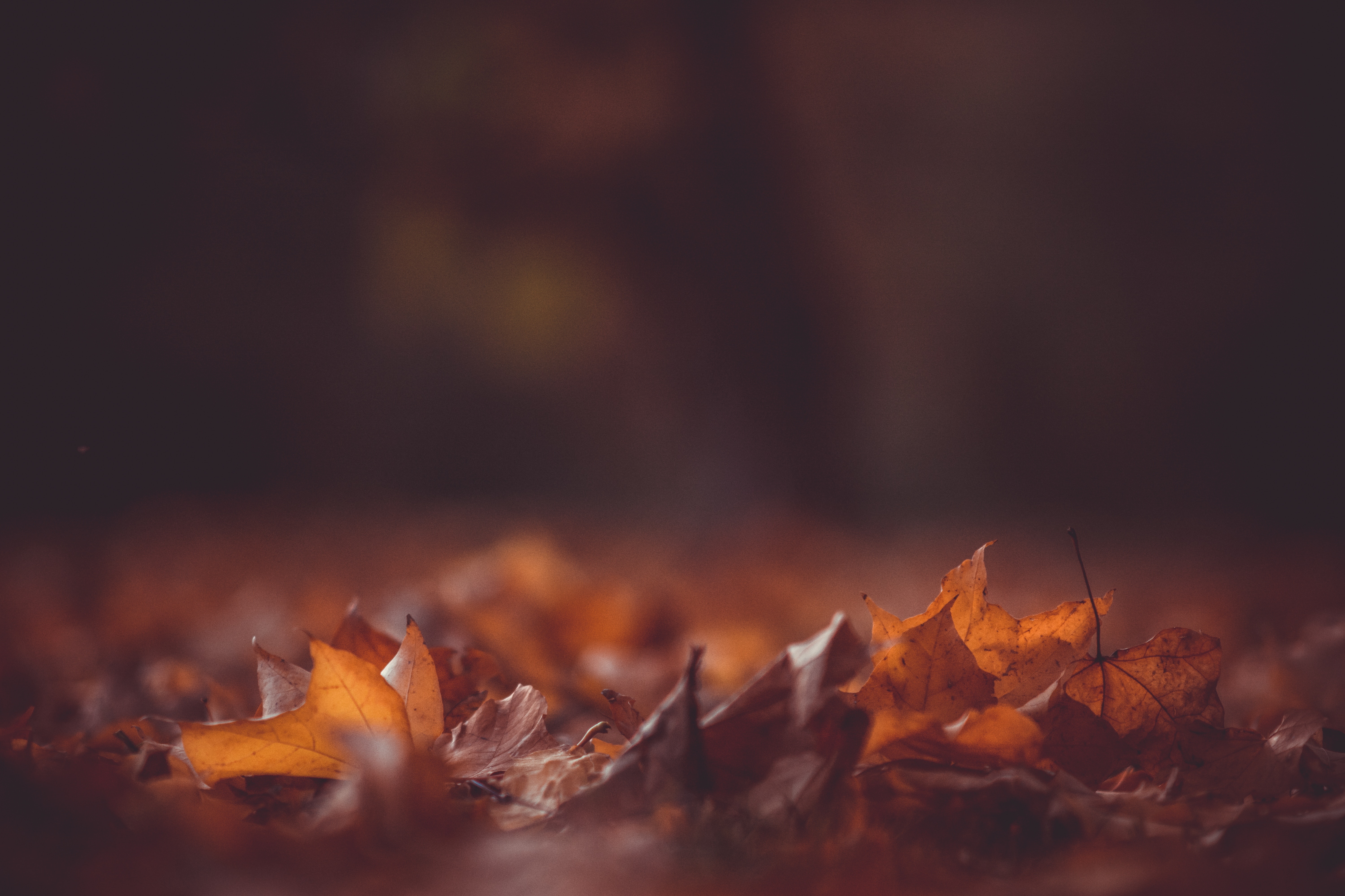 Autumn Wallpaper Bokeh - HD Wallpaper 