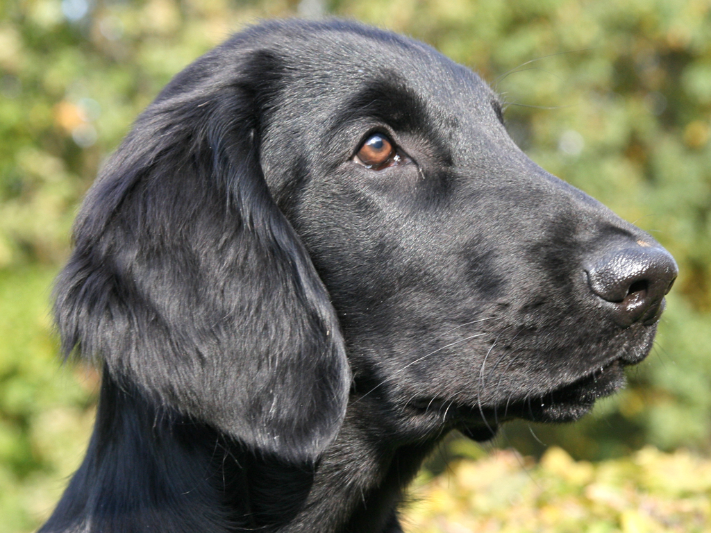 Black Flat-coated Retriever Dog Wallpaper - Flat Coated Retriever - HD Wallpaper 