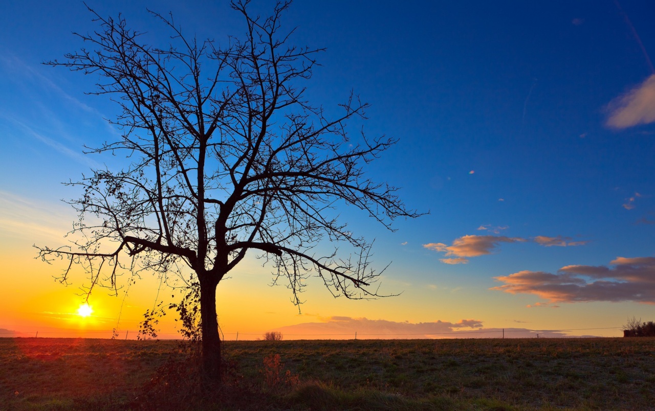 Beautiful Black Tree Field Sun Wallpapers - Red Sky At Morning - HD Wallpaper 