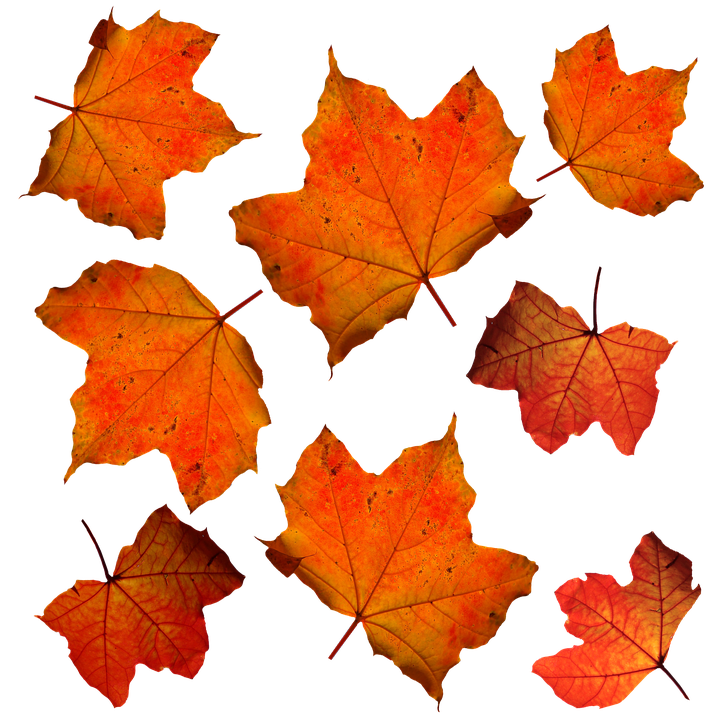 Thumb Image - Autumn Orange Leaves - HD Wallpaper 
