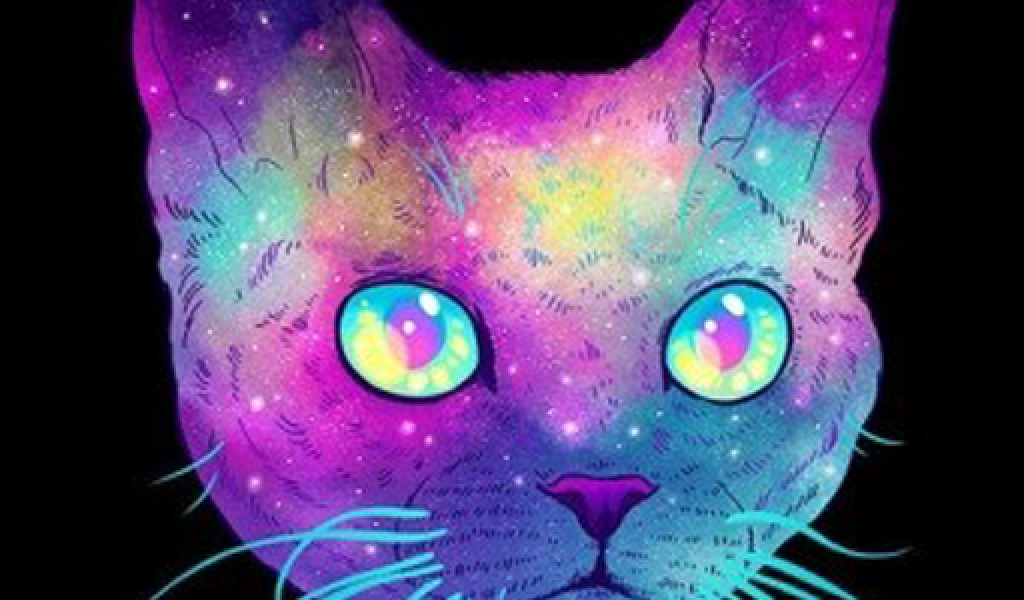 Pfp Cat - HD Wallpaper 