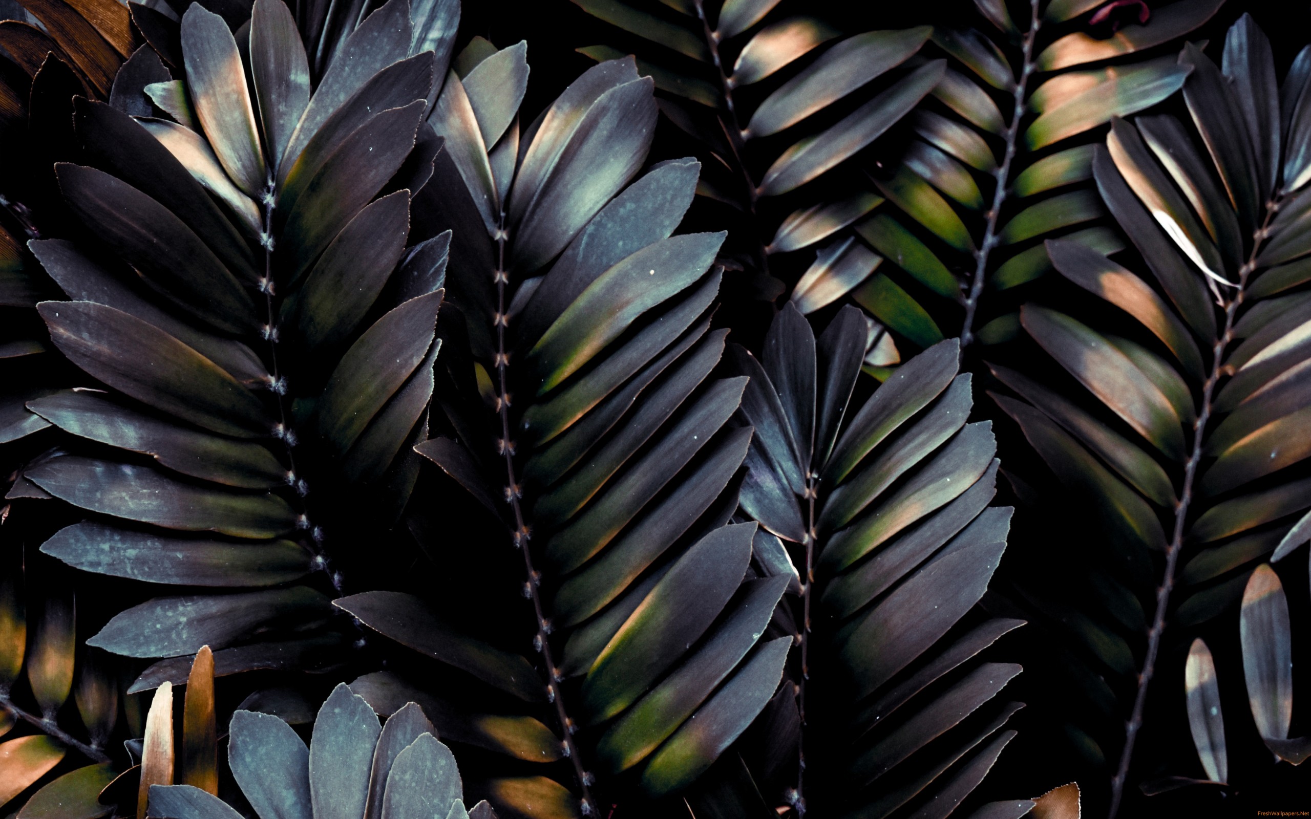 Dark Leaves Wallpaper Hd - 2560x1600 Wallpaper Dark Leaves Wallpaper Hd - 2560x1600 Wallpaper